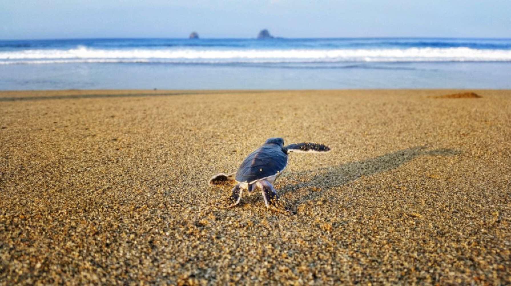 Discovering the Beauty of Sukamade Beach: A Hidden Paradise in East Java