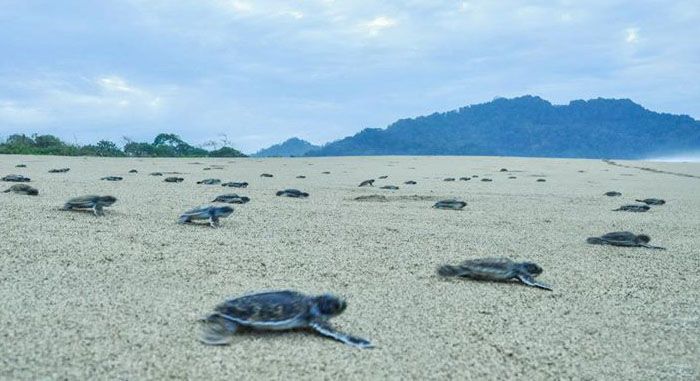 Ijen & Sukamade Beach (3 Days) Tour Package — photo 2