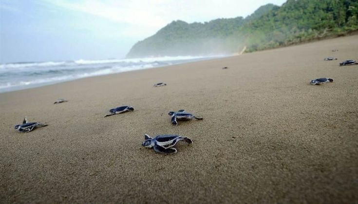 Ijen & Sukamade Beach (3 Days) Tour Package — photo 5