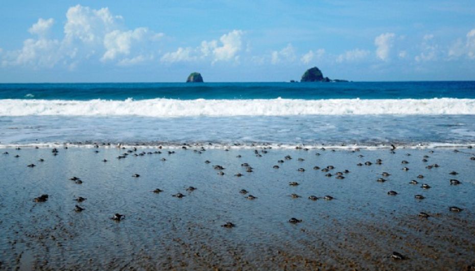 Sukamade, Indonesia